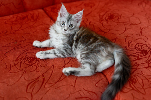 Ready NOW GCCF tabby champion line pure pedigree