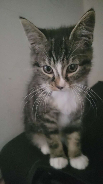 Tabby