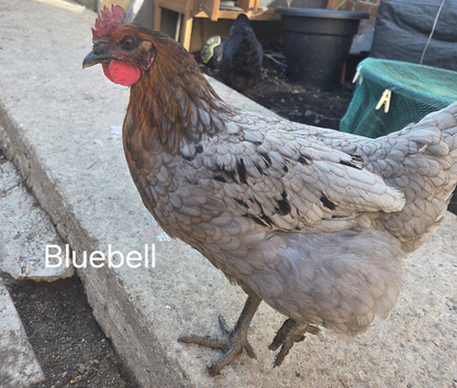 *Price is each* Young laying  hens