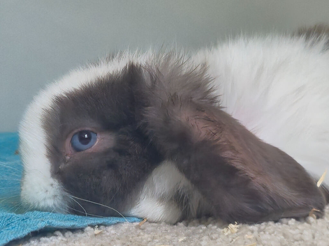 Chocolate mini lop
