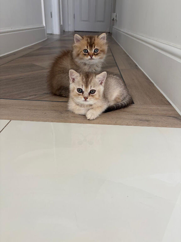 British short hair kitten