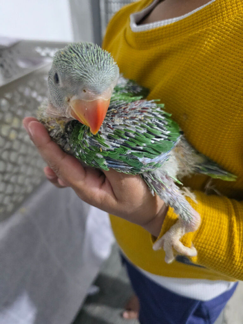 Hand rear alexandrine baby available
