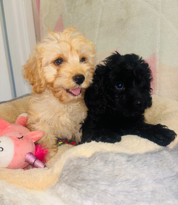 Beautiful F1 Cavapoo Puppies READY TO LEAVE