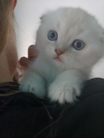 Kittens