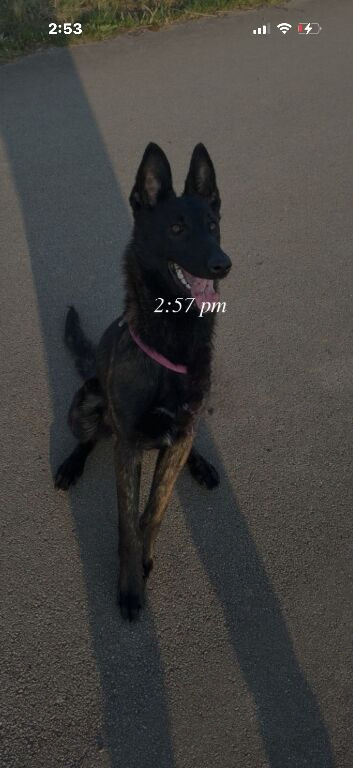 Belgium Shepherd cross