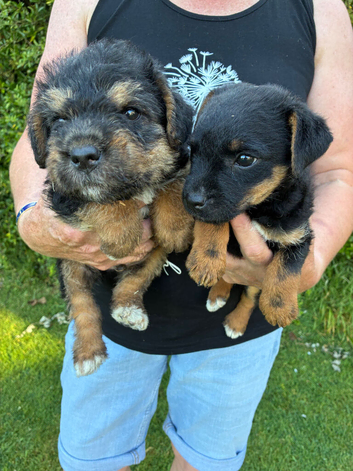 Jack Russell x Border terrier