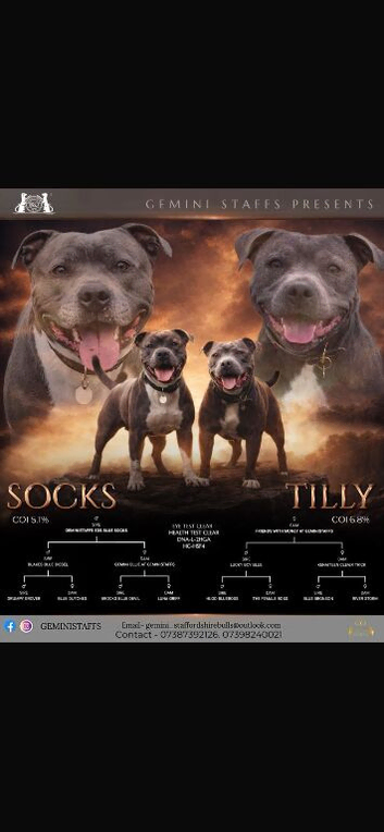 Geministaffs Socks & Tilly open to offers