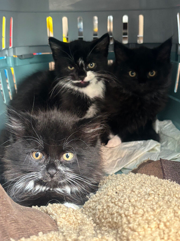 Kittens for sale
