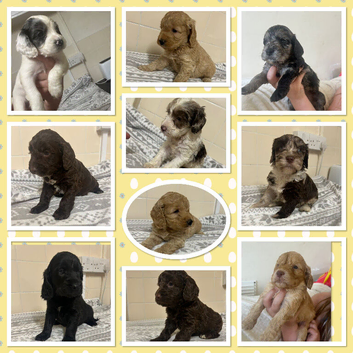 Tiny toy cockapoo