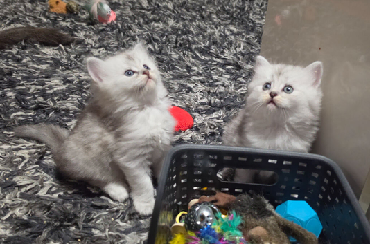 Ragdoll x scottish straight.