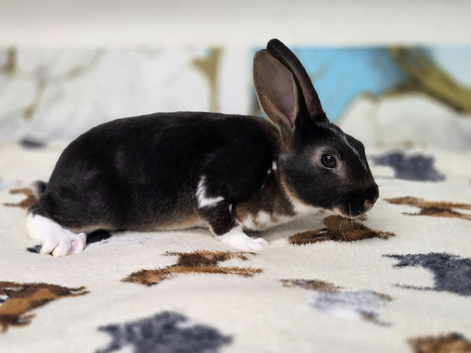 Rex bunnies