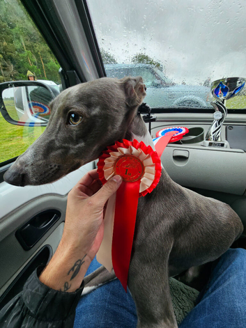 Whippet