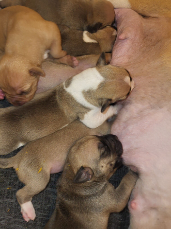 Puppies ready end September