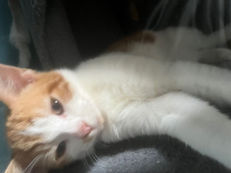 3 Month old kittens for sale