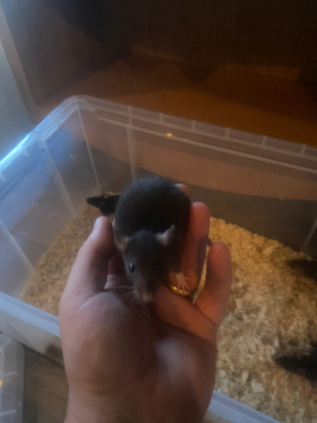 Male and female baby rats looking for their new home