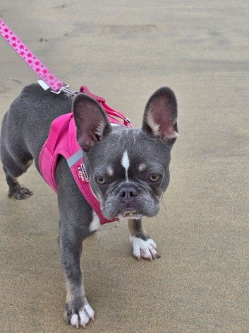Female French Bulldog puppy