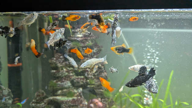 Dalmatian Mollies for sale