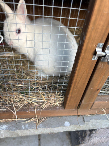 Dwaft rabbit