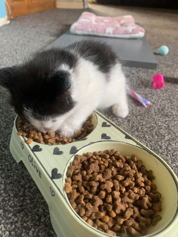 Tuxedo kittens