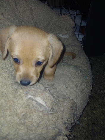 Last little boy chiweenie