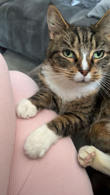 Domestic Cat