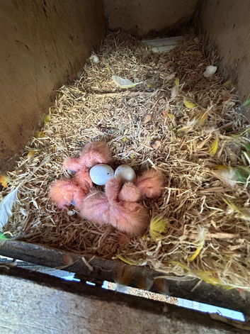 Lovebirds for handfeeding