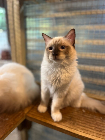 Tica reg ragdoll kittens ready now