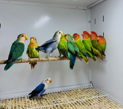 Love birds