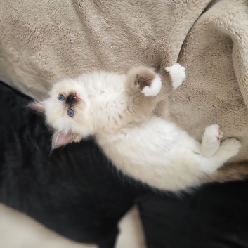 Boy and a girl pedigree ragdolls
