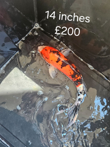 Koi fish