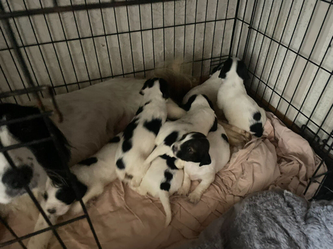 3 springer spaniel puppies
