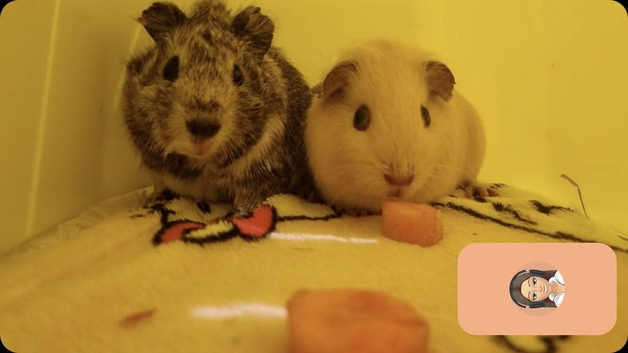 Pair of male guinea pigs
