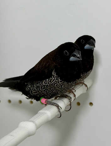 Beautiful Pair of chocolate bengalese finches