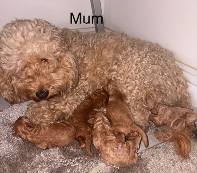 Cockapoo puppies