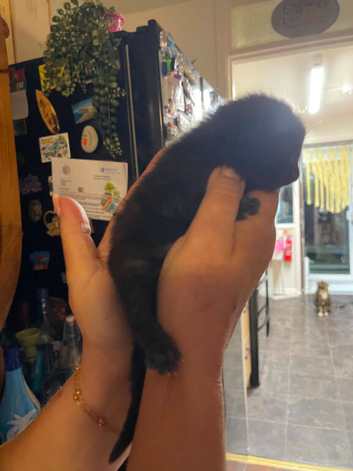 Kittens