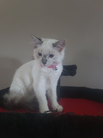 Ragdoll kitten