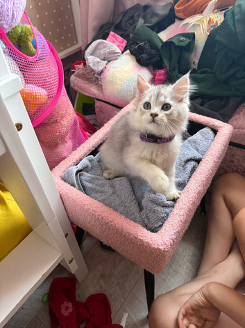 1 British longhair x Mainecoon Male