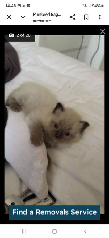 Male mink ragdoll