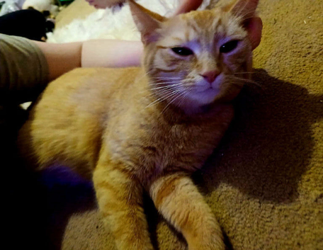 Loving home needed ginger female