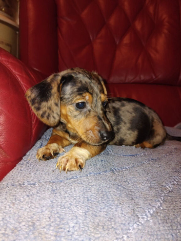 Dachshund pups for sale