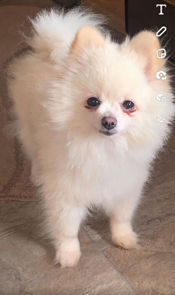 Beautiful tiny Pomeranian puppies