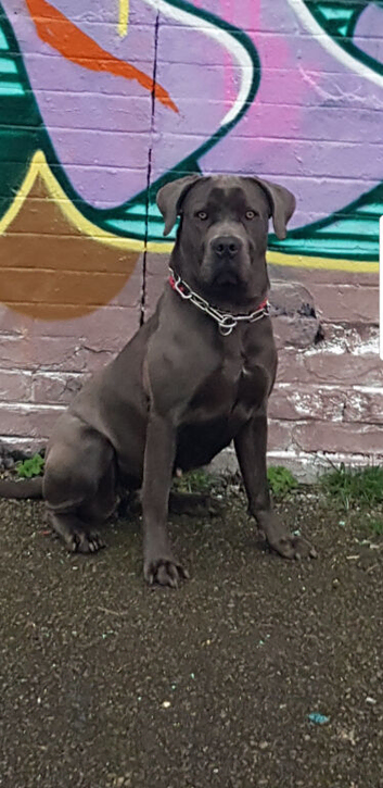 Cane corso bitch