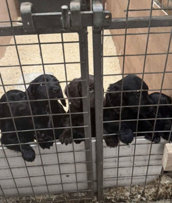 4 black cocker spaniel boys for sale