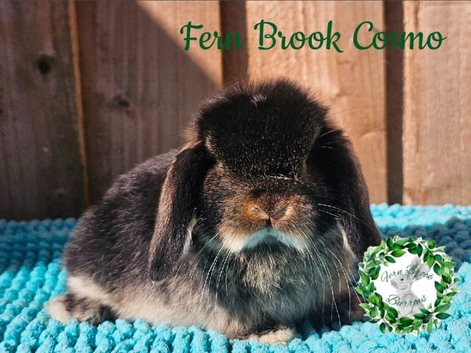 Vaccinated Mini Lop