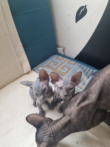Sell cat