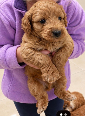 Beautiful cockapoo pups