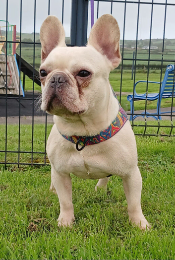 Male french bull dog