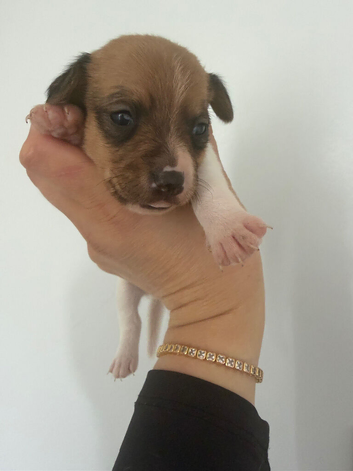 Jack Russell puppy