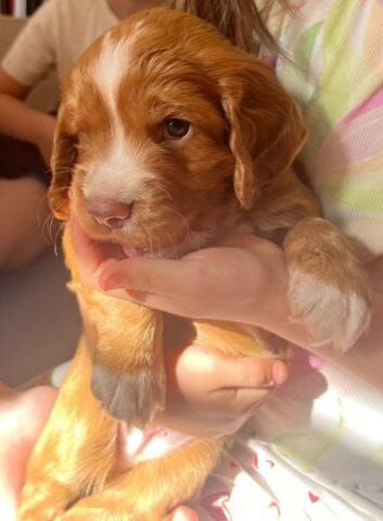 Adorable American Cocker Spaniel Puppies for Sale