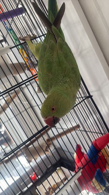 Female Indian ringneck